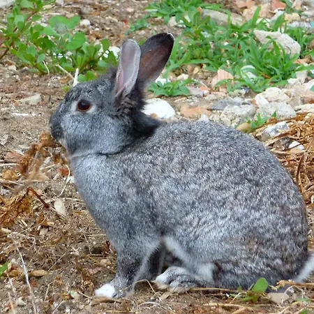 Rocce Bianche Kır Evi